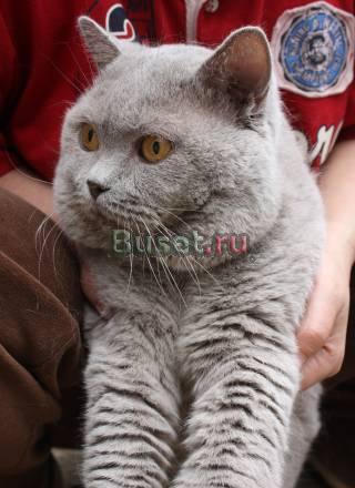 Британский кот приглашает невест на вязку Москва