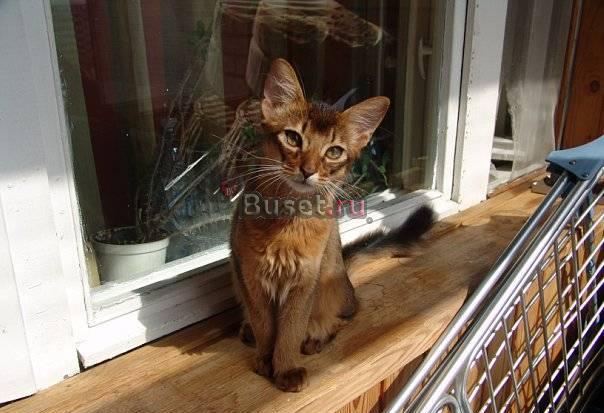 Сомалийский котик Санкт-Петербург