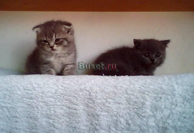 Шотландские и британские котята Москва
