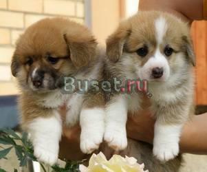 Щенки Вельш корги пемброк Москва