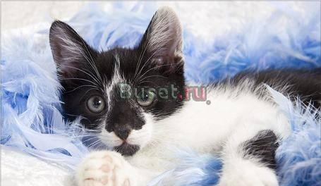 Котенок- арлекин, в  дар Москва