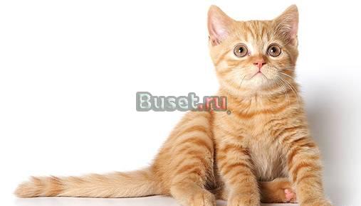 Британские котята  рыжий котик Москва