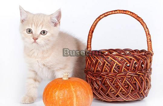 Британские котята кремовый мальчишка Москва