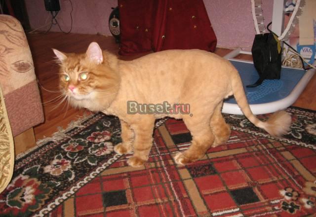 Стрижка кошек и котов Москва