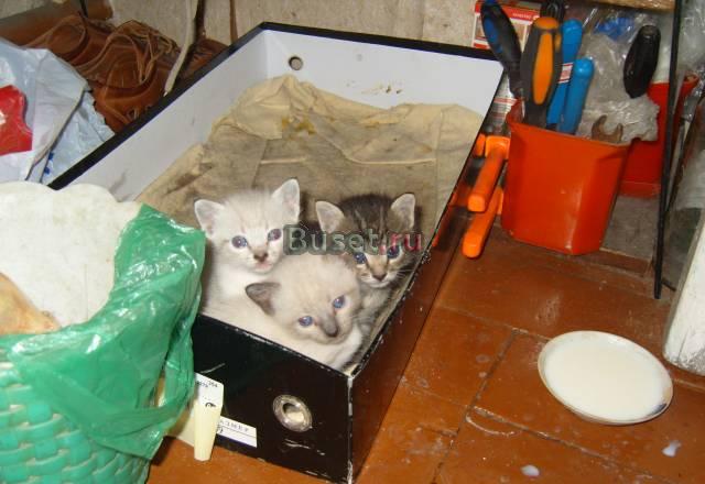 Котята Воронеж