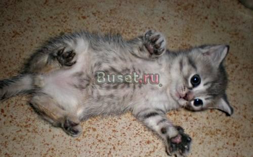 Бенгальские котята метисы Москва