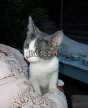 Котёнок-девочка Милочка в добрые руки Саратов