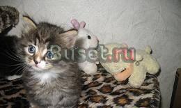 Котята (котики) бесплатно Санкт-Петербург