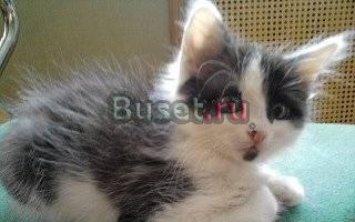 Котёнок-мальчик с бородой и улыбкой) в добрые руки Саратов