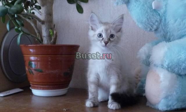 Невский маскарадный котенок Москва