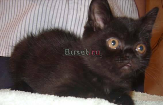 Кошечка голубокремовая и котик черный экзоты Москва