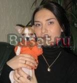Той и Чихуахуа кукольные щенки.Вязка Москва