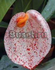 Антуриум Шерцера пятнистый Москва