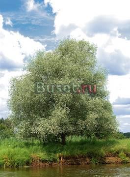 10 соток ижс 50км МКАД Горьковское Щелковское Москва