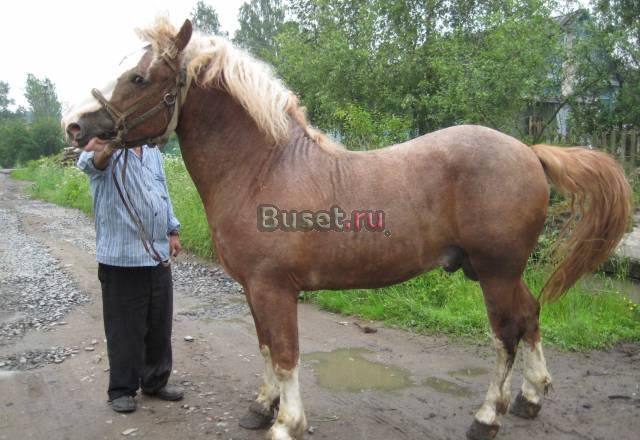 Руский Тяжеловоз Красный Бор