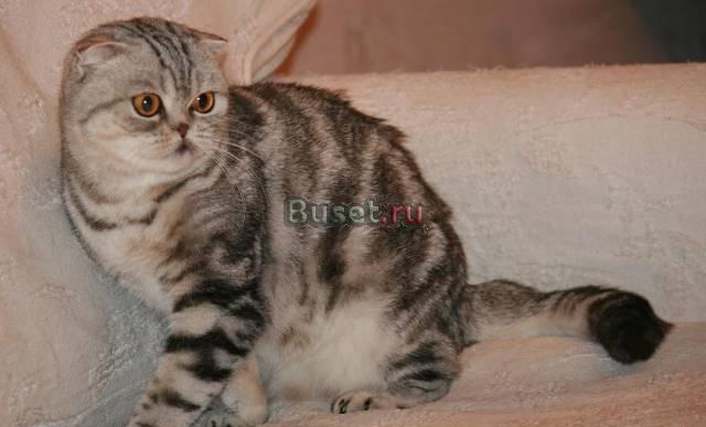 Вислоухие котята драгоценных окрасов Санкт-Петербург