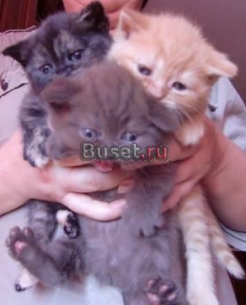 Котята британские Москва