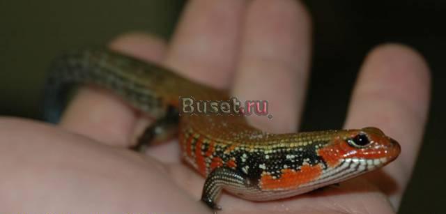 Mochlus fernandi (сцинк огненный) в Питере Санкт-Петербург