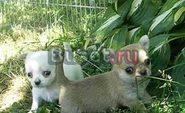 Чихуахуа  мальчики  куколки Москва