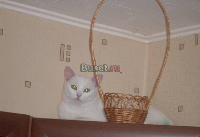 Кот Барсик в хорошие руки Челябинск
