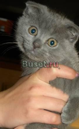Шотландская вислоухая девочка, 2 мес., 3 нед Москва
