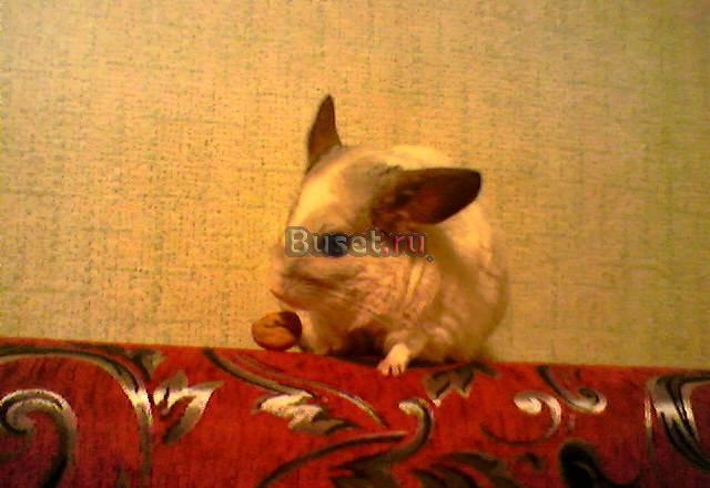 Шиншиллы от двух месяцев Ярославль