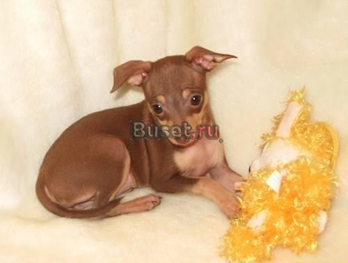 Красивая девочка тоичка Москва