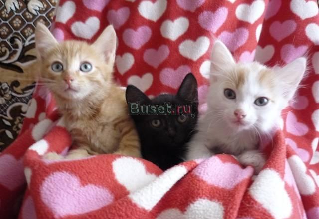 В дар самые красивые котята Омск