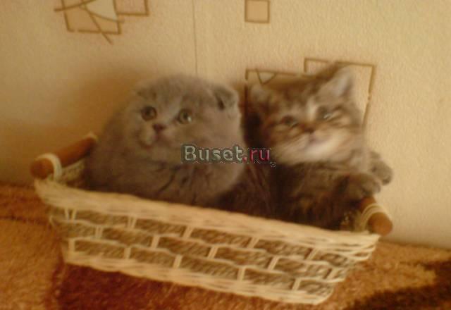 Шотландские вислоухие котята Москва