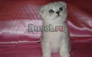 Шотландские вислоухие и Британские котята Москва