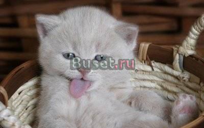 Куплю вислоухового котика Нижний Новгород