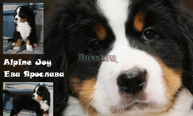 Щенки Бернского зенненхунда Ярославль