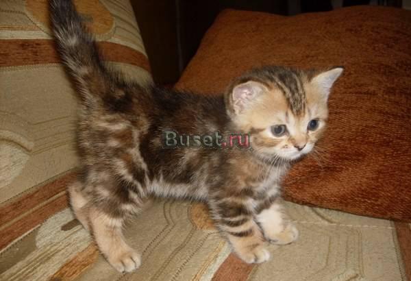 Котята родились 10 мя Москва