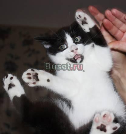 Котенок Санкт-Петербург