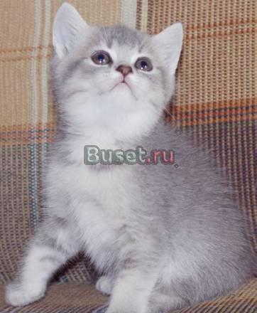 Британский котик из питомника Санкт-Петербург