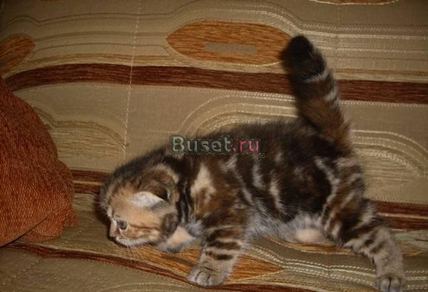 Котята родились 10 мая Мытищи