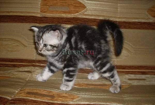 Котята родились 10 мая Мытищи