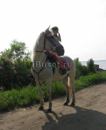 Лошадь Владивосток