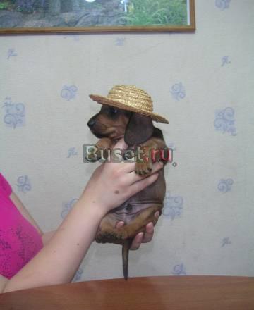 Продаются щенки таксы Москва