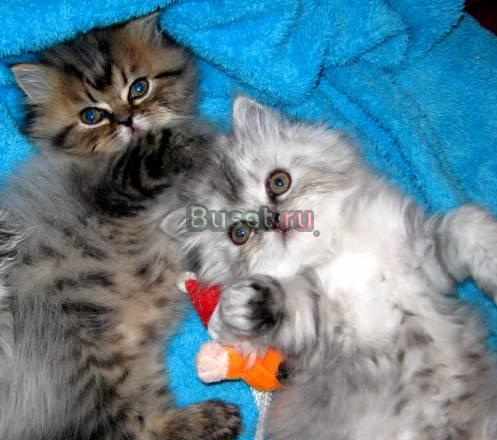 Котик Персидский.папа и мама у нас Санкт-Петербург