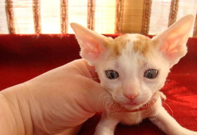 Котята корниш рекс Ярославль