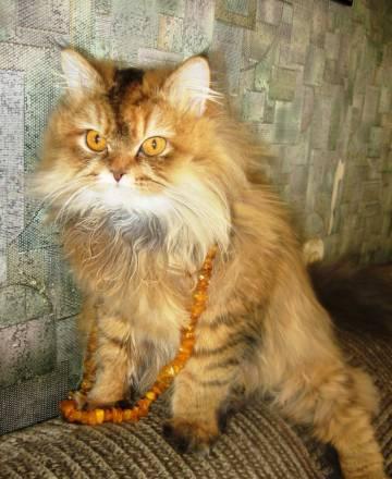 Ищу кота для вязки Энгельс
