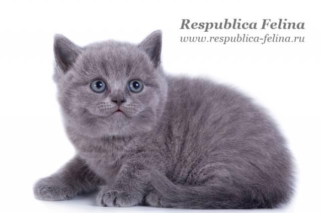 Британский котенок - плюшевый мальчишка Москва