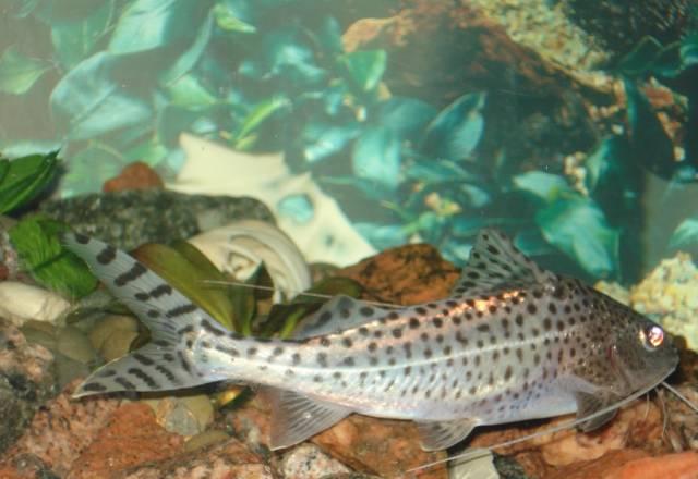 Ангельский сом (Pimelodus pictus) Санкт-Петербург