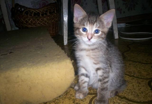 Котята от домашней кошечки Москва
