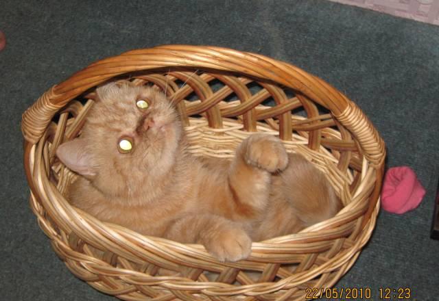 Кошка экзотка за 500 рублей Воронеж