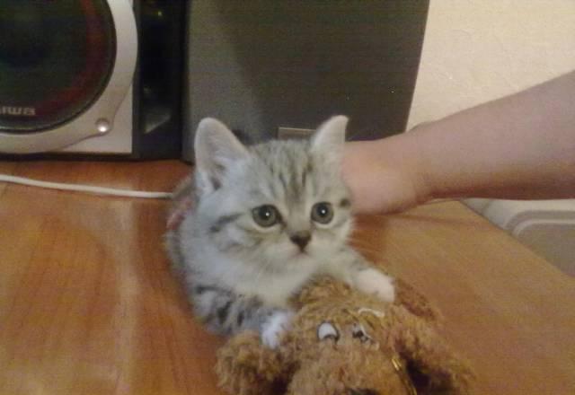 Британские котята Челябинск