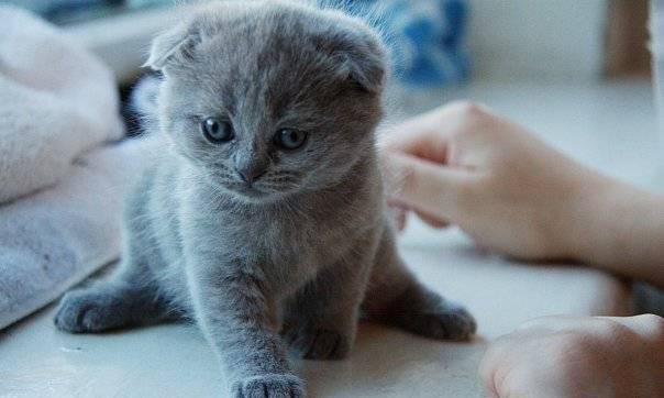 Британские вислоухие котята Москва