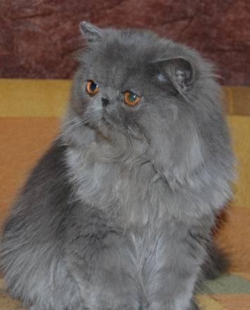 Персидский котик Новосибирск