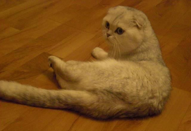 Вязка с шотландским (скоттиш-фолд) котом Москва
